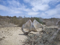 Eschrichtius robustus