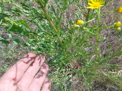 Jacobaea andrzejowskyi