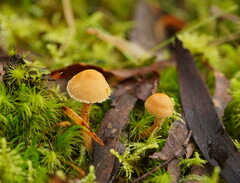 Cystoderma muscicola