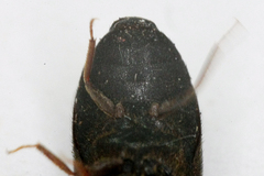 Attagenus unicolor