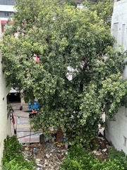 Ficus religiosa