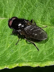 Cheilosia pagana