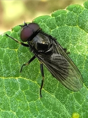 Cheilosia pagana