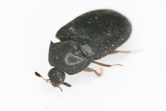 Attagenus unicolor