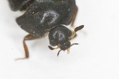 Attagenus unicolor