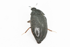 Attagenus unicolor