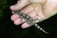 Gekko chinensis