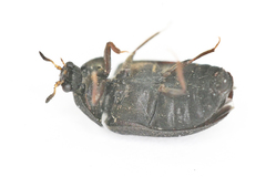 Attagenus unicolor