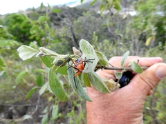 Poecilobdallus formosus