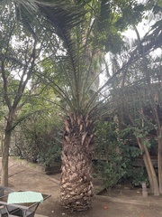 Arecaceae