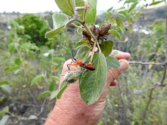 Poecilobdallus formosus