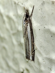 Angustalius malacellus