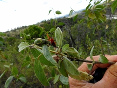 Poecilobdallus formosus