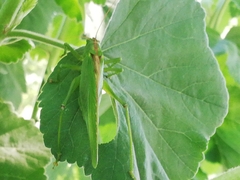 Tettigonia viridissima