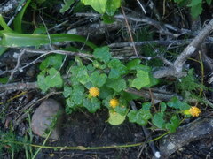Senecio quinquelobus