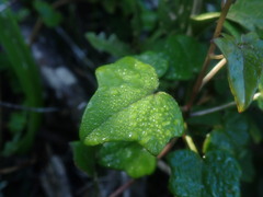 Senecio quinquelobus