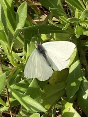 Dixeia charina