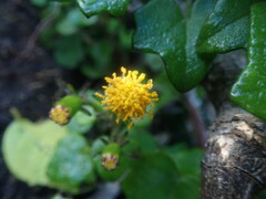 Senecio quinquelobus