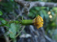 Senecio quinquelobus