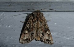 Ichneutica insignis