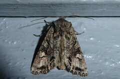 Ichneutica insignis