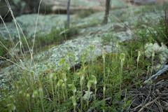 Pterostylis setulosa