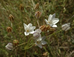 Triteleia peduncularis