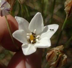 Triteleia peduncularis