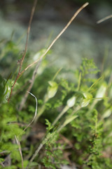 Pterostylis setulosa