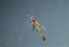 Stathmopoda plumbiflua