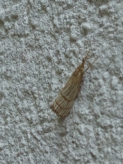 Chrysocrambus linetella