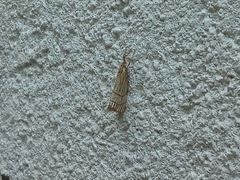 Chrysocrambus linetella