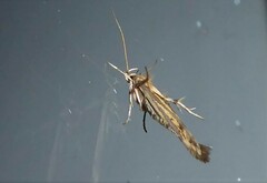 Stathmopoda plumbiflua