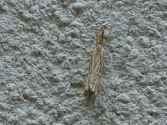 Chrysocrambus linetella
