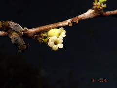 Diospyros sphaerantha