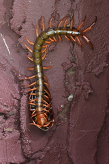 Scolopendra multidens
