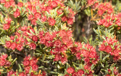 Verticordia fastigiata