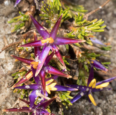 Calectasia