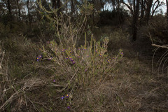 Calectasia
