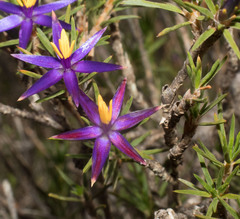 Calectasia
