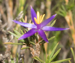 Calectasia
