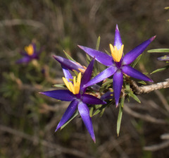 Calectasia