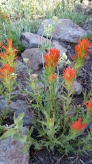 Castilleja applegatei viscida