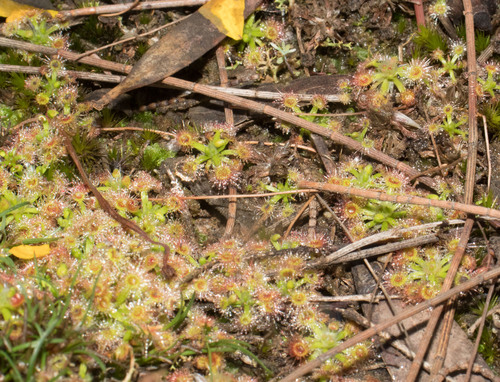 Drosera androsacea