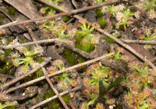 Drosera androsacea