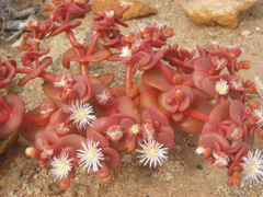 Mesembryanthemum juttae image