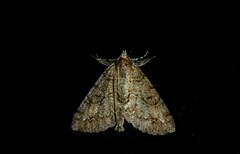 Pseudocoremia suavis