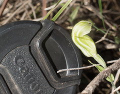 Pterostylis dilatata