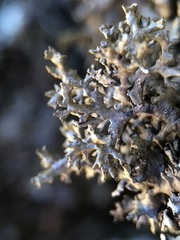 Anaptychia runcinata