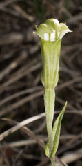 Pterostylis dilatata